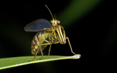 Spaminta minjerribae