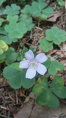Oxalis