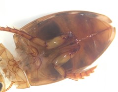 Laccophilus undatus