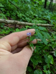 Scutellaria saxatilis