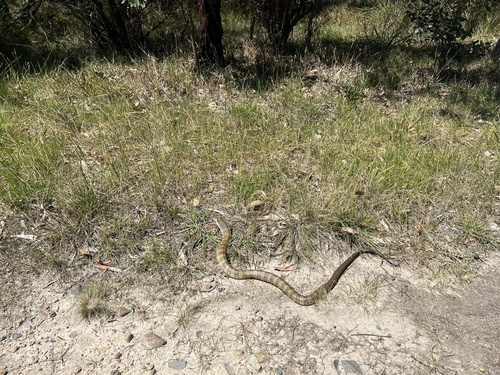 Tiger Snake sighting