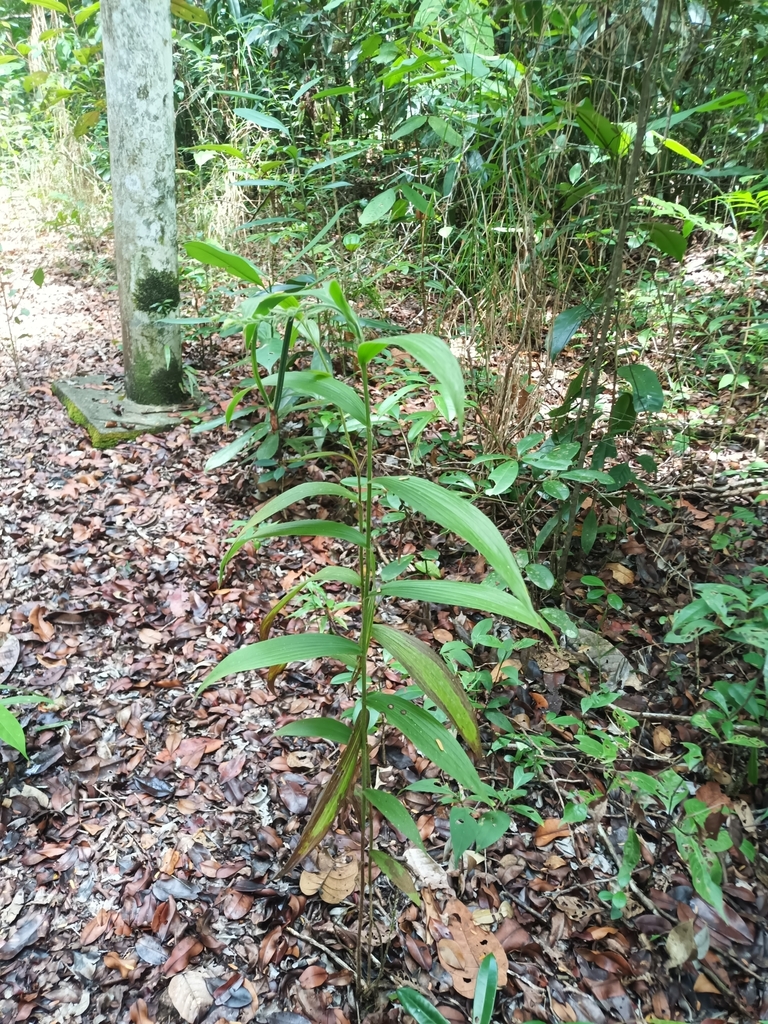 Selenipedium palmifolium