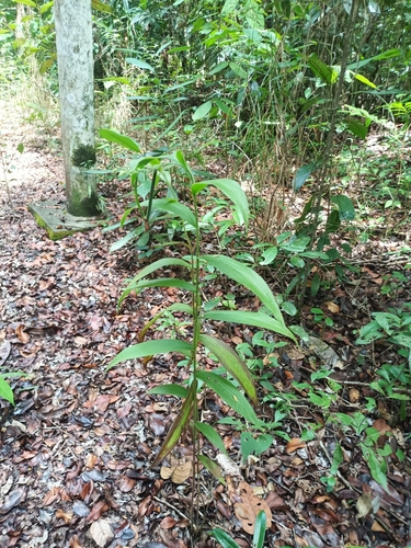 Palm-Leaf Selenipedium (Selenipedium palmifolium)