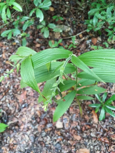 Image of Selenipedium palmifolium by (c) Guillaume Delaitre, some rights reserved (CC BY)