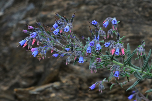 Onosma adenopus