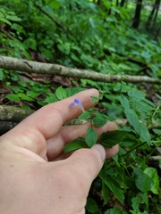 Scutellaria saxatilis