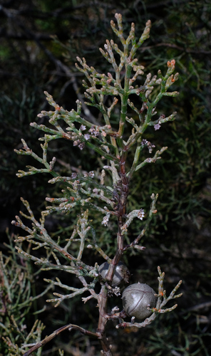 Callitris roei, photograph 4