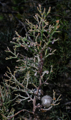 Callitris roei, photograph (c) Peter Crowcroft, some rights reserved (CC BY)