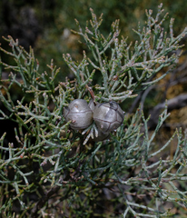 Callitris roei, photograph (c) Peter Crowcroft, some rights reserved (CC BY)