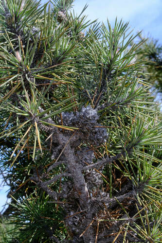 Allocasuarina pinaster (Allocasuarina pinaster)