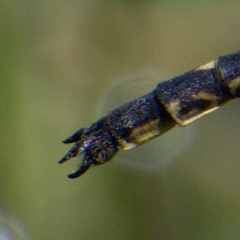 Phanogomphus lividus