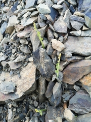 Botrychium spathulatum