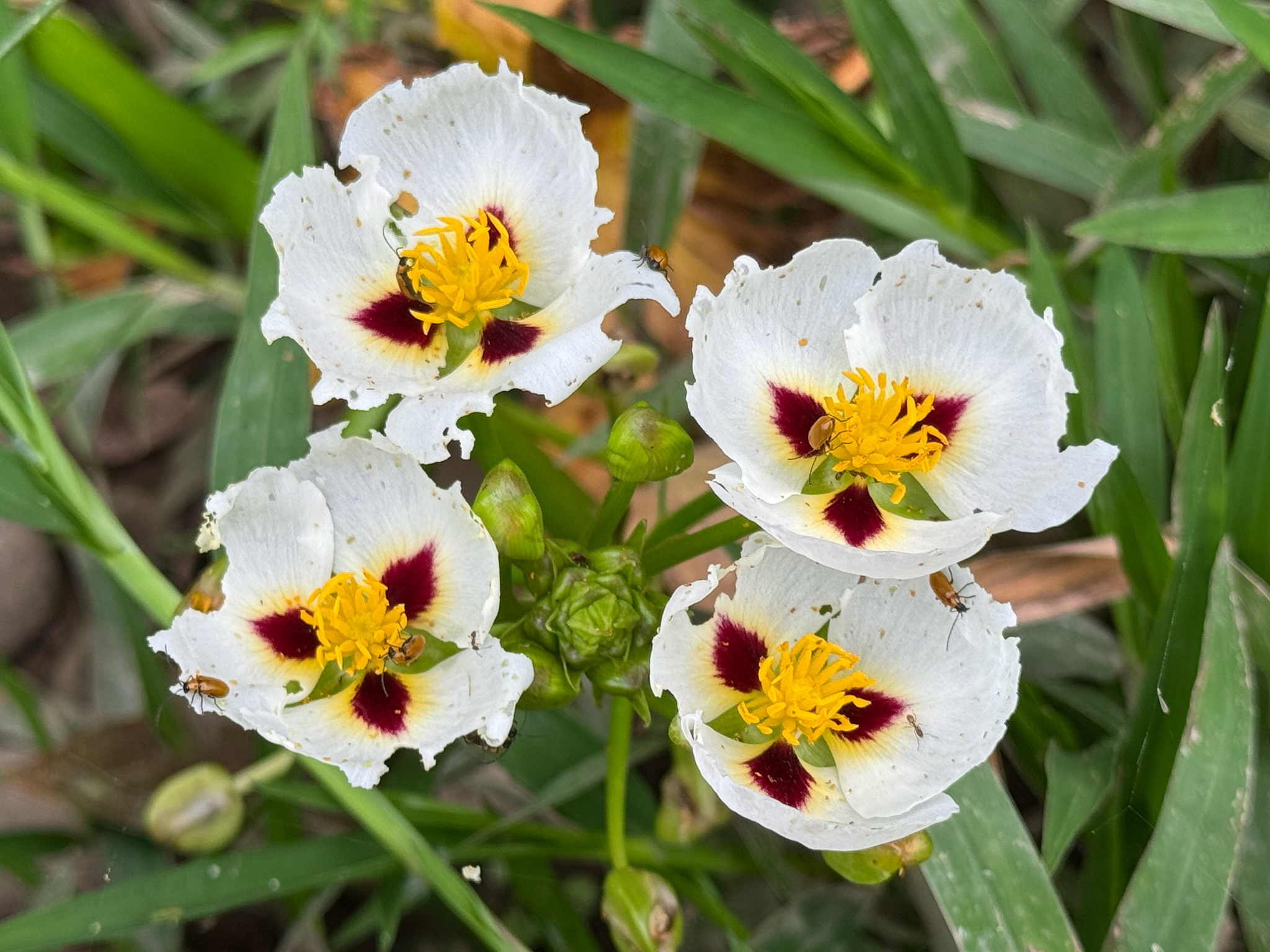Sagittaria montevidensis