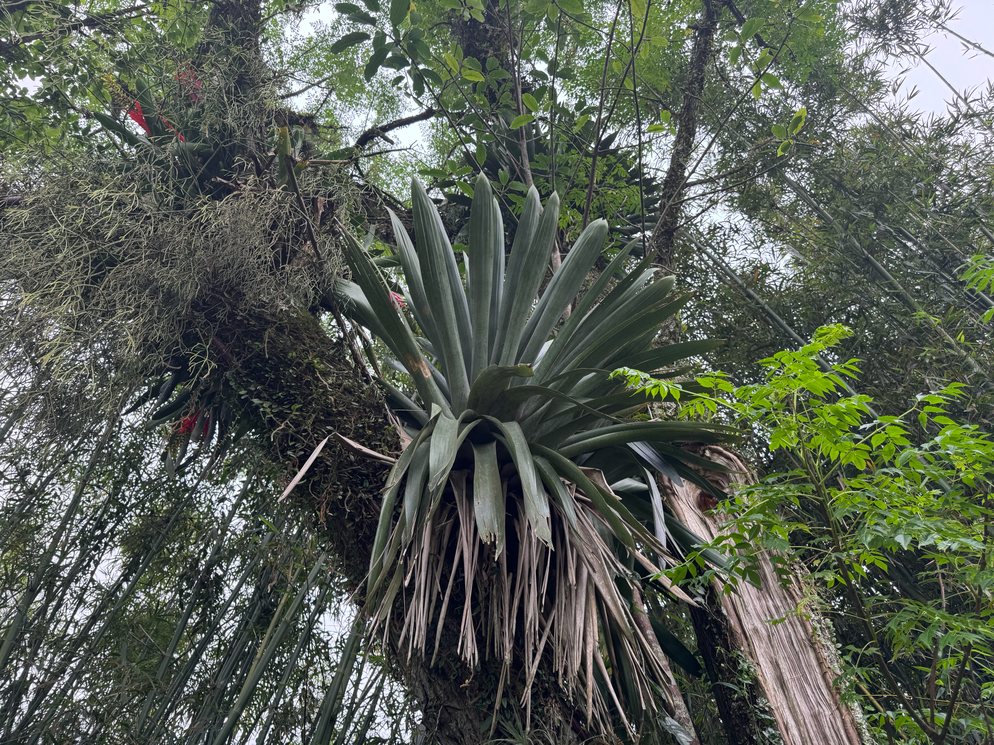 Vriesea gigantea