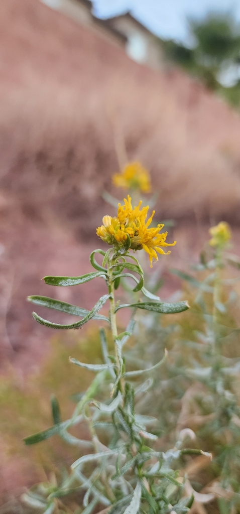 Rusby's goldenbush