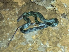 Moellendorff's Trinket Snake photo 3