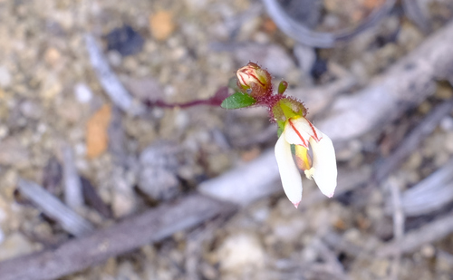 Image of Levenhookia pauciflora by (c) Peter Crowcroft, some rights reserved (CC BY)