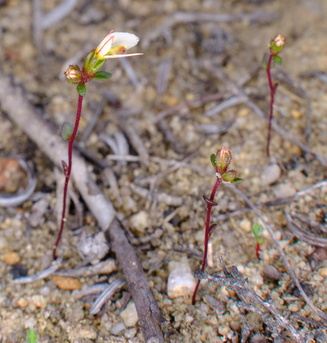Image of Levenhookia pauciflora by (c) Peter Crowcroft, some rights reserved (CC BY)