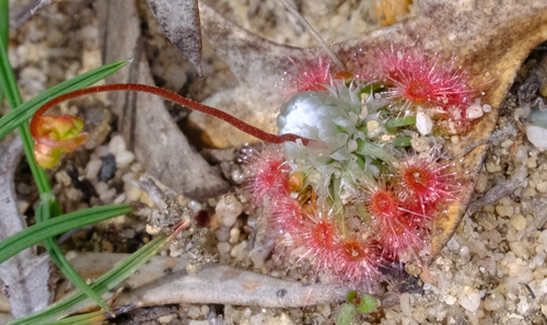 Drosera pycnoblasta (Drosera pycnoblasta)