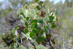 Hakea brownii