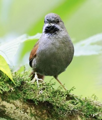 Grey-Bellied Spinetail photo 2