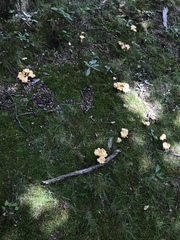 Cantharellus flavolateritius