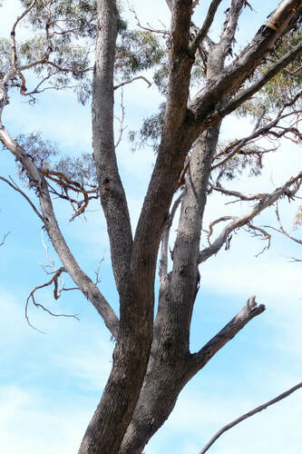 Image of Eucalyptus longicornis by (c) Peter Crowcroft, some rights reserved (CC BY)