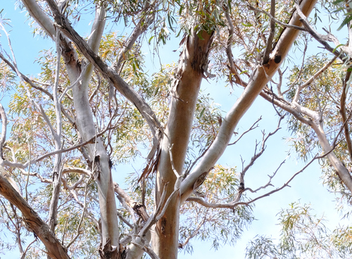 Red Morrell (Eucalyptus longicornis)
