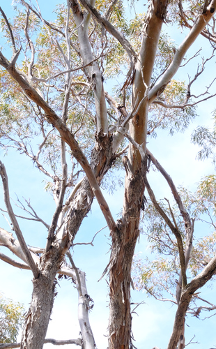 Image of Eucalyptus longicornis by (c) Peter Crowcroft, some rights reserved (CC BY)