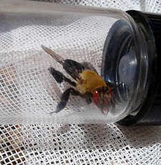 Centris caesalpiniae