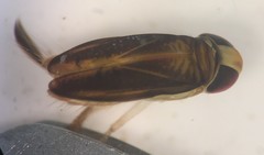 Trichocorixa macroceps