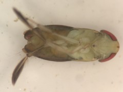 Trichocorixa macroceps