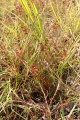 Juncus supiniformis