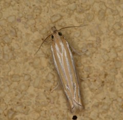 Eufernaldia cadarellus