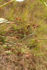Juncus supiniformis