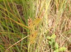 Carex viridula viridula