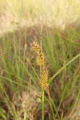 Carex viridula viridula