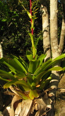Vriesea procera