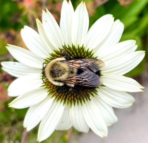 Common Eastern Bumble Bee photographed in South Carolina