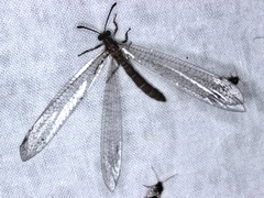 Bandidus cornutus
