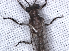 Bandidus cornutus