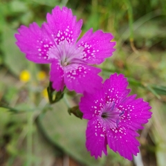Dianthus deltoides