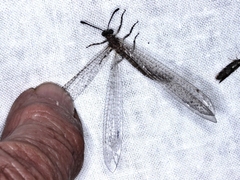 Bandidus cornutus