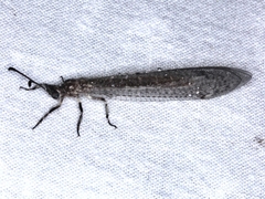 Bandidus cornutus