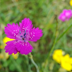 Dianthus deltoides