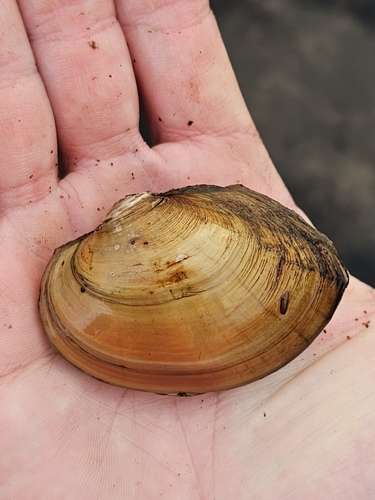 Atlanticoncha ochracea (Say, 1817)