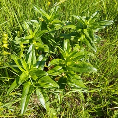 Gentiana cruciata