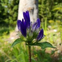 Campanula foliosa