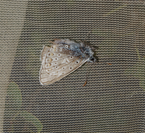 Polyommatus erotides