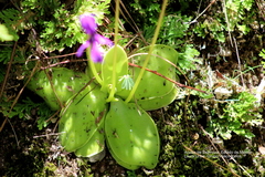 Pinguicula macrophylla